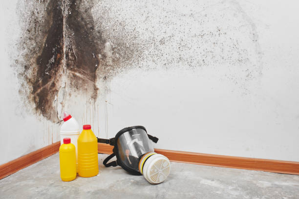 Best Residential Mold Removal  in Three Rivers, TX