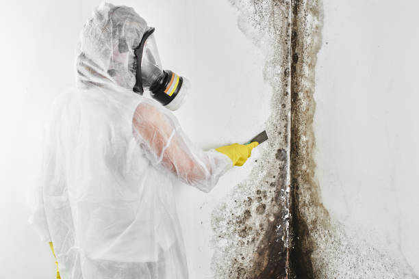 Best Mold Damage Repair  in Three Rivers, TX