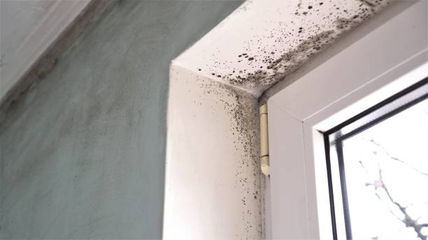 Best Emergency Mold Removal  in Three Rivers, TX