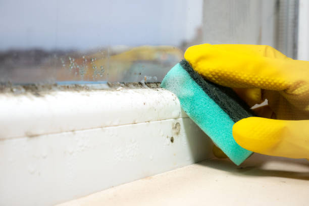 Best Professional Mold Removal  in Three Rivers, TX