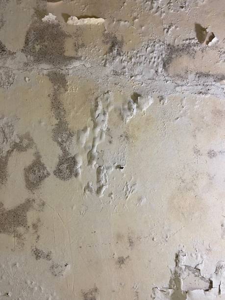 Best Professional Mold Removal  in Three Rivers, TX