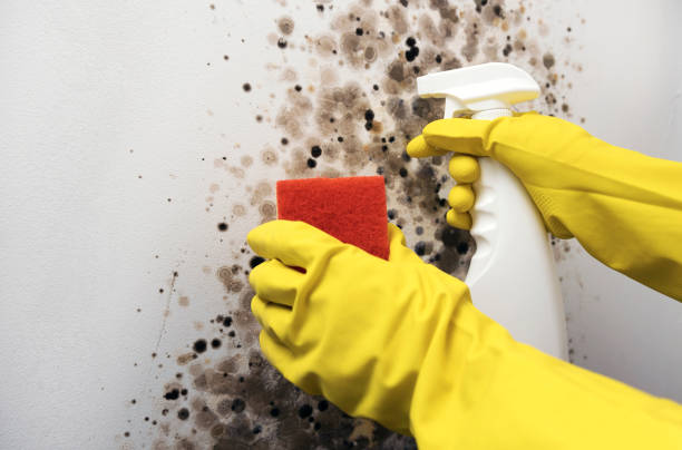Best Local Mold Removal Service  in Three Rivers, TX