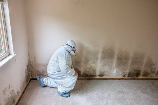 Best Mold Removal and Inspection  in Three Rivers, TX