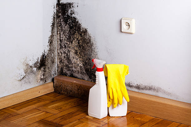 Best Certified Mold Removal  in Three Rivers, TX