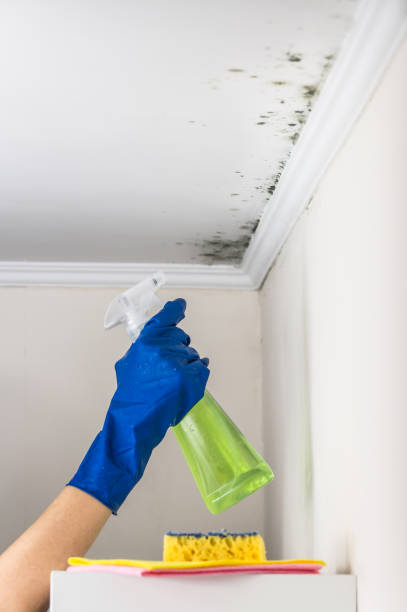 Best Mold Remediation  in Three Rivers, TX