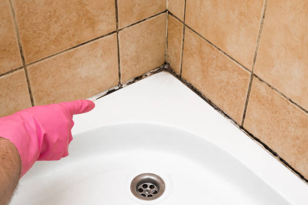 Home Mold Removal in Three Rivers, TX